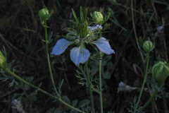 Nigella-gallica