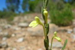 Odontites-longiflorus