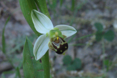 Ophrys-apifera