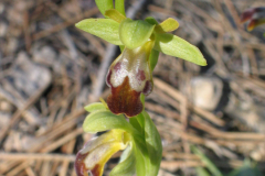 Ophrys-bilunulata