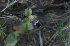 Ophrys-dyris