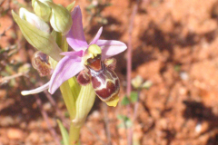 Ophrys-scolopax