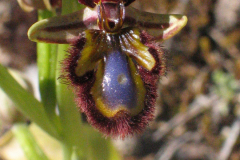 Ophrys-speculum