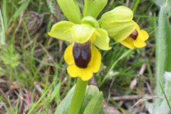 Ophrys_lutea