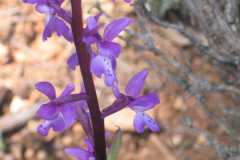 Orchis-mascula