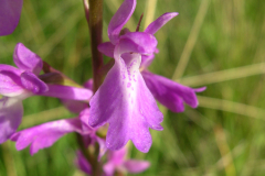 Orchis-palustris