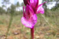 Orchis-papilionacea