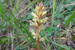 Orobanche-hederifolia1