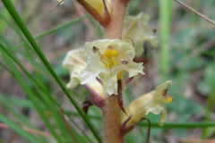 Orobanche-hederifolia2