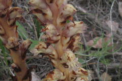 Orobanche-latisquama