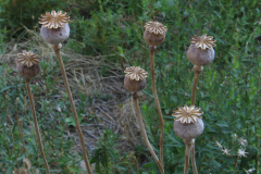 Papaver-somniferum