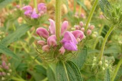 Phlomis-herba-venti