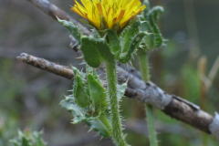 Picris-echioides