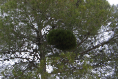 Pinus-halepensis