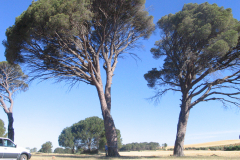 Pinus-pinea-de-Buenache-de-Alarcón