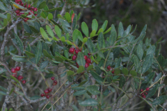 Pistacia-lentiscus