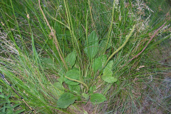 Plantago-major