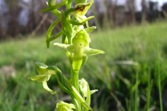 Platanthera-algeriensis