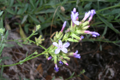 Plumbago-europaea