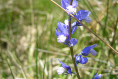 Polygala-monspeliaca