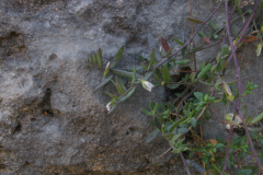 Polygala-rupestris