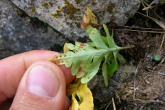 Polypodium-cambricum