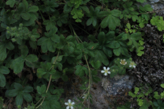 Potentilla-caulescens