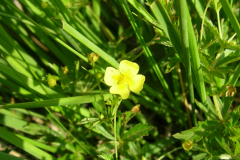 Potentilla-erecta