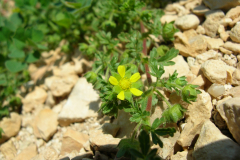 Potentilla-supina