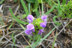 Prunella-vulgaris