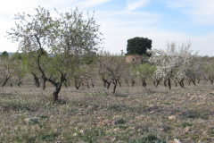 Prunus-dulcis-almendros