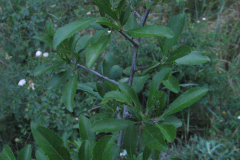 Prunus-spinosa