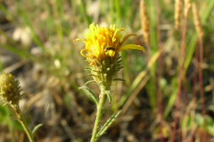 Pulicaria-paludosa