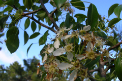 Pyrus-pyraster-flores