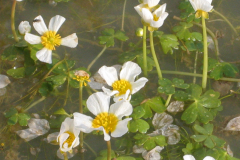 Ranunculus-baudotii