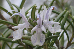 Rosmarinus-officinalis