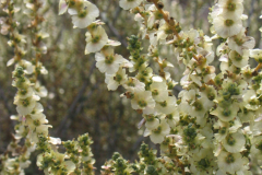 Salsola-vermiculata