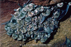 Murciélago-de-Cueva_3